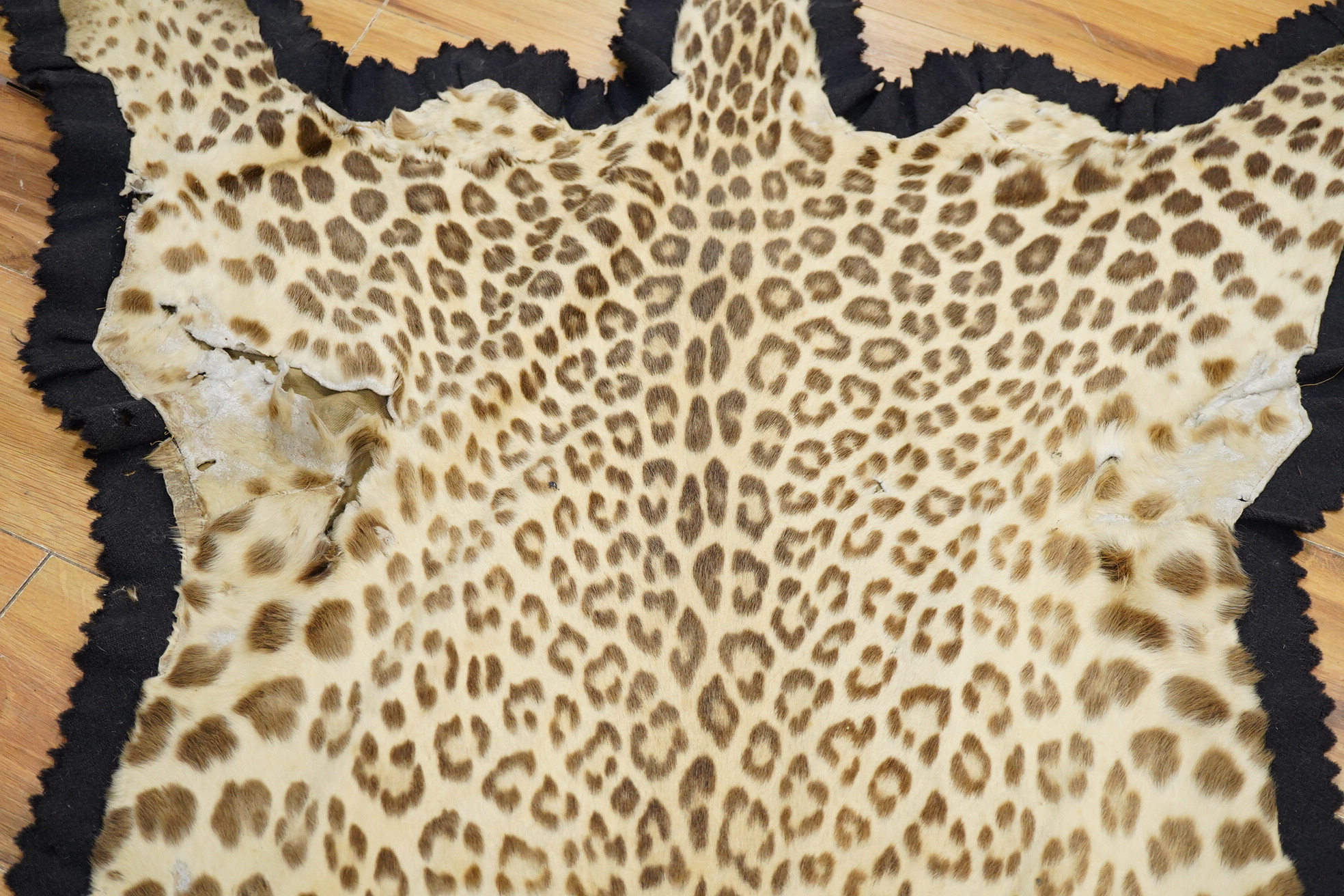 Van Ingham of Mysore. A leopard skin rug